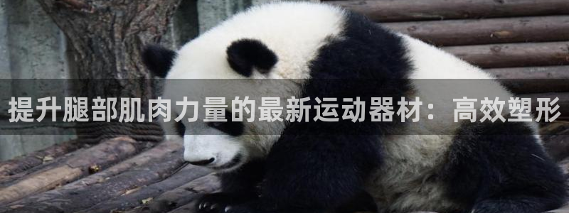 征途国际新能源：提升腿部肌肉力量的最新运动器材：高效